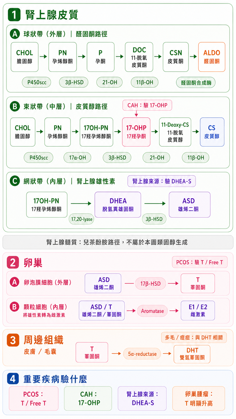 腎上腺、卵巢與周邊組織的類固醇荷爾蒙路徑，以及各疾病建議檢驗項目。圖分四部分。一、腎上腺皮質分三層：球狀帶走醛固酮路徑（膽固醇經一系列酵素做出醛固酮）；束狀帶走皮質醇路徑（膽固醇經 17α-羥化酶、3β-HSD、21-羥化酶、11β-羥化酶做出皮質醇，其中 17-羥孕酮這一步標註先天性腎上腺增生 CAH 要驗 17-OHP）；網狀帶製造腎上腺雄性素脫氫表雄酮與雄烯二酮，腎上腺來源驗 DHEA-S。二、卵巢：卵泡膜細胞把雄烯二酮經 17β-HSD 轉成睪固酮，顆粒細胞再經芳香環轉化酶把雄烯二酮與睪固酮轉成雌激素，多囊性卵巢驗睪固酮與游離睪固酮。三、周邊組織皮膚與毛囊：睪固酮經 5α-還原酶轉成作用更強的雙氫睪固酮，與多毛、痘痘相關。四、重要疾病驗什麼：多囊驗睪固酮與游離睪固酮、CAH 驗 17-OHP、腎上腺來源驗 DHEA-S、卵巢腫瘤時睪固酮明顯升高。此為示意。