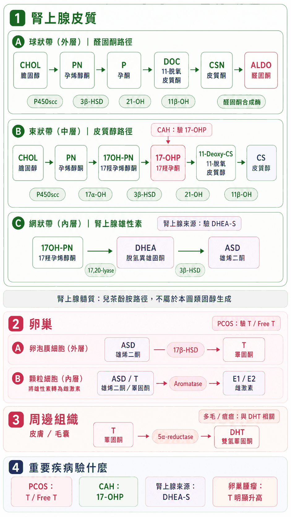 女性雄性素合成來源與檢驗項目示意圖。雄性素主要來自三處：腎上腺皮質（依球狀帶、束狀帶、網狀帶分別製造醛固酮、皮質醇與腎上腺雄性素脫氫表雄酮、雄烯二酮，束狀帶皮質醇路徑會經過 17-羥基黃體酮）、卵巢（卵泡膜細胞把雄烯二酮轉成睪固酮，顆粒細胞再經芳香環轉化酶把部分雄性素轉成雌激素）、以及皮膚與毛囊（睪固酮經 5α-還原酶轉成作用更強的雙氫睪固酮，與多毛、痘痘相關）。重要疾病該驗什麼：多囊看睪固酮與游離睪固酮、非典型先天性腎上腺增生驗 17-羥基黃體酮、想確認腎上腺來源驗脫氫表雄酮硫酸鹽、會分泌雄性素的卵巢腫瘤時睪固酮會明顯升高。此為示意。